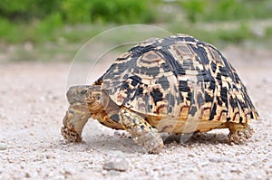 Leopard tortoise