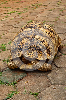 The Leopard Tortoise