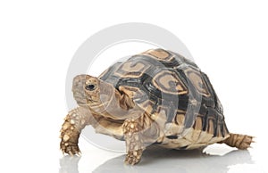 Leopard Tortoise