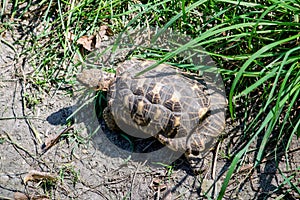 Leopard tortoise