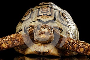 Leopard tortoise albino,Stigmochelys pardalis with white shell Isolated Black Background