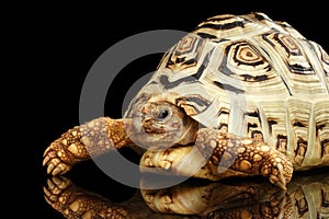 Leopard tortoise albino,Stigmochelys pardalis with white shell Isolated Black Background