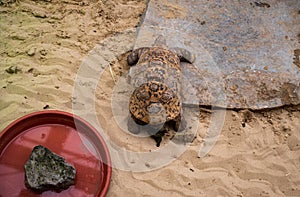 Leopard tortoise basks on sand photo