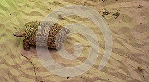 Leopard tortoise basks on sand photo