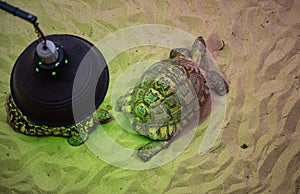 Leopard tortoise basks on sand photo