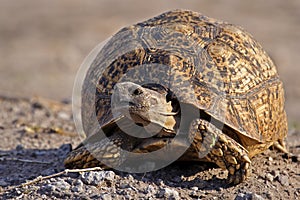 Leopard tortoise, Botswana
