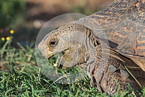 Leopard Tortoise Eating