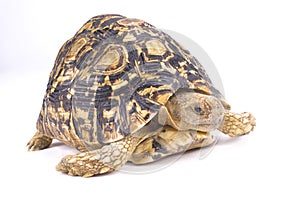 Leopard tortoise, Geochelone pardalis