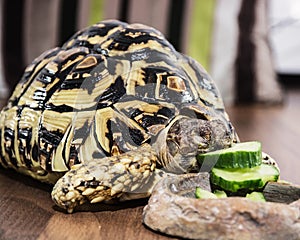 Leopard tortoise - Geochelone pardalis - eating cucumber, animal