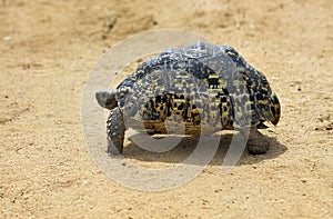 Leopard Tortoise, geochelone pardalis, Kenya
