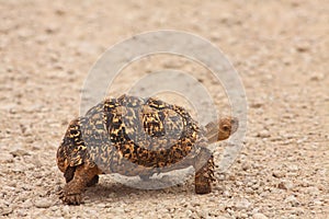 The Leopard Tortoise Geochelone pardalis walking across the sand road in Kalahari desrt