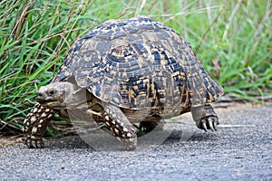 A Leopard Tortoise going for a midday stroll