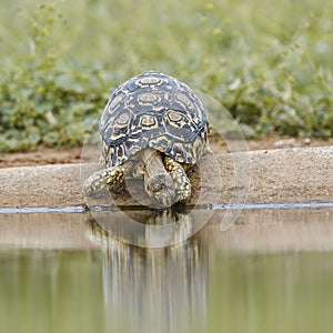 Leopard tortoise in Kruger national park, South Africa