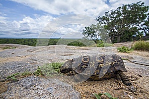 Leopard tortoise in Kruger National park, South Africa