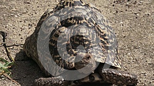 Leopard tortoise large and attractively marked tortoise