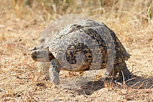 Leopard Tortoise on the move