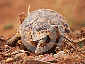 Leopard tortoise photo