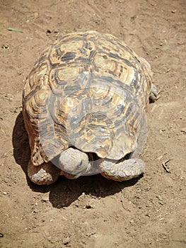 Leopard tortoise