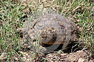 Leopard Tortoise in the Serengeti