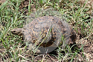 Leopard Tortoise in the Serengeti