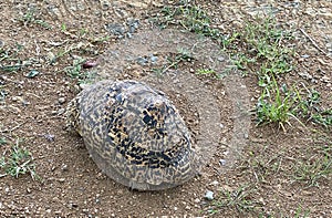 Leopard Tortoise in the Serengeti