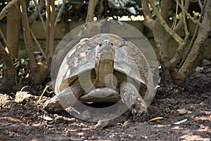 Leopard Tortoise in the Shade