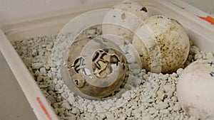 Leopard tortoise (Stigmochelys or Geochelone pardalis) baby