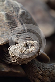 Leopard tortoise (Stigmochelys pardalis)