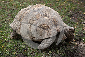 Leopard tortoise Stigmochelys pardalis.