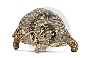 Leopard tortoise, Stigmochelys pardalis, isolated on white