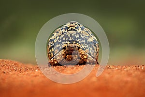 Leopard tortoise, Stigmochelys pardalis, on the orange gravel road. Turtle in the green forest habitat, Kruger NP, South Africa.