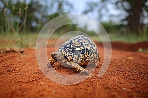 Leopard tortoise, Stigmochelys pardalis, on the orange gravel road. Turtle in the green forest habitat, Kruger NP, South Africa.