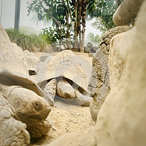 Leopard tortoise ( Stigmochelys pardalis ) resting.