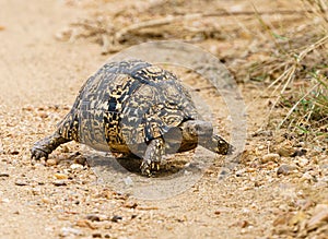 Leopard Tortoise (Stigmochelys pardalis), taken in South Africa