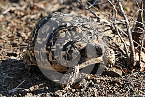 Leopard tortoise, Stigmochelys pardalis, in Victoria falls South Africa