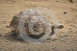 Leopard Tortoise photo