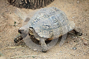 Leopard tortoise (Stigmochelys pardalis).