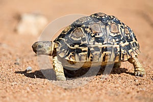 Leopard tortoise walking slowly on sand with protective shell