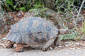 Leopard tortoise walking