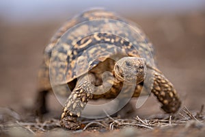 Leopard tortoise walks through grass towards camera
