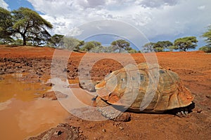 Leopard tortoise at a waterhole