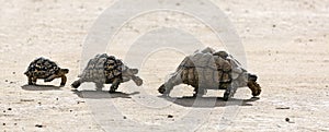 Leopard tortoises trio in the Kgalagadi desert