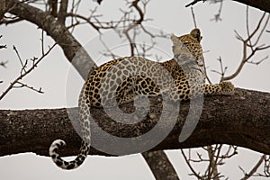 Leopard in tree