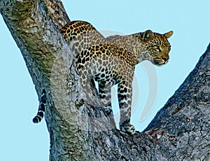 Leopard in a tree