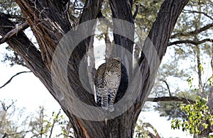 Leopard in Tree