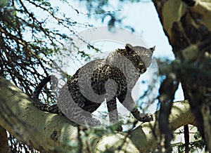 Leopard in tree photo