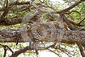 Leopard on Tree