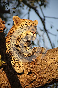 Leopard in a tree