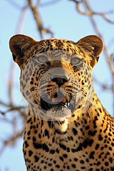 Leopard in a tree