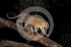 Leopard in a tree